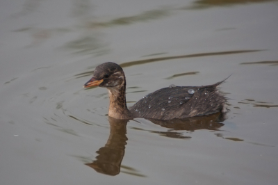 Moeilijk vogeltje om te fotograferen, is langer onder water dan erboven en als hij dan ergens boven komt en je hebt net scherp gesteld is hij al weer weg.