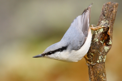 Vandaag ook een flink aantal leuke foto's van de Boomklevers kunnen maken.