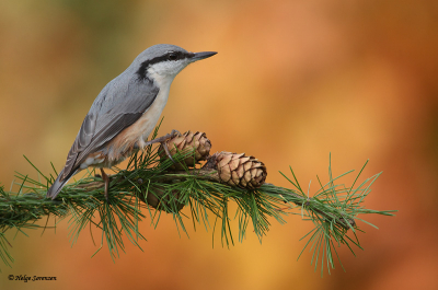 Always nice to get a Nuthatch on something different than a tree trunk. This is taken at my garden feeding station. Background is some autumn colored oak leafs.