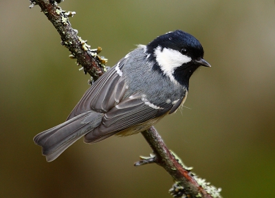 Ook vandaag zitten er weer een flink aantal vogels op de voederplaats. Deze foto is nog van gisteren. De Zwarte Meesjes en de Matkoppen zijn de minst makkelijk te fotograferen soorten, omdat ze totaal geen angst kennen en gewoon op het voer ploffen, terwijl de Kuifmezen en Boomklevers eerst even op een takje gaan zitten.