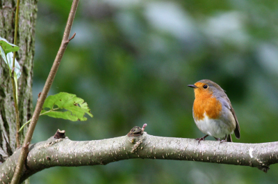 Een van de eerste foto's gemaakt met mijn  nieuwe zoomlens canon 70-300 1:4-5.6 L Deze lens is uitstekend geschikt voor het fotograferen van vogels
ook uit de hand.