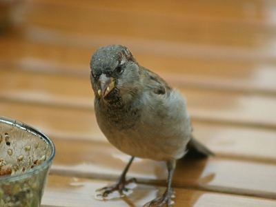 Nu het weer herfst is , weer bakjes met strooivoer neer gezet.
Deze zat zo lekker te smikele,in de regen.
Foto genomen van uit me huis achter het raam .
Canon eos 300D rebel 75-300mm