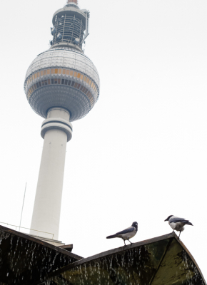 Stadsvogels bij uitstek in Berlijn, Bonte Kraaien op de fontein op de Alexanderplatz.