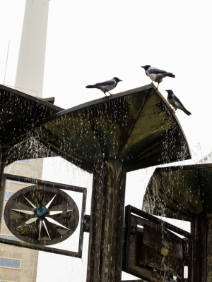 Stadsvogels bij uitstek in Berlijn, Bonte Kraaien op de fontein op de Alexanderplatz.