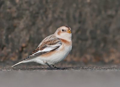 Vandaag een paar Sneeuwgorzen kunnen fotograferen, het blijven rustige en vriendelijke vogels.