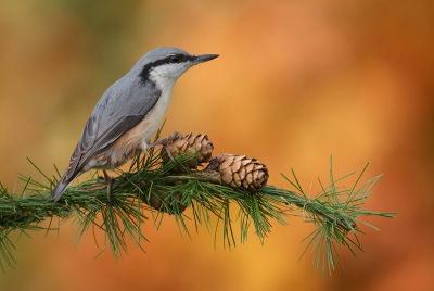 Always nice to get a Nuthatch on something different than a tree trunk. This is taken at my garden feeding station. Background is some autumn colored oak leafs.

Re-upload (sorry about the signature in the previous one...)