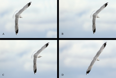 B: foto zoals geplaats
C: als B, maar nu met kop recht naar rechts (kop erin gekloond)
A: zo zou het natuurlijk ook kunnen (rechts een stuk aangeplakt)
D: vogel met strakke vleugels
