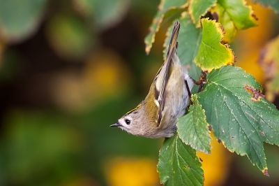 De laatste uit mijn serie Goudhanen, tenminste de laatste die ik hier plaats. Deze vind ik zelf wel aardig door de houding van de vogel.