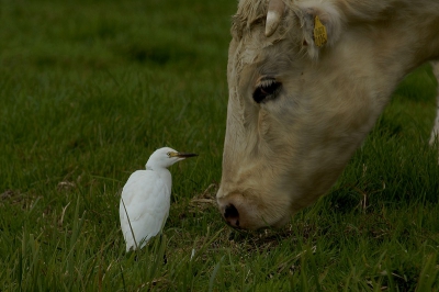 de grote zilverreigers nemen in aantallen toe rond deze tijd van het jaar in de krimpenerwaard. de kleine zien we veel minder vaak. gisteren zat eer een tussen de koeien die ik goed kon benaderen zonder hem te verstoren. leuke foto,s kunnen maken.