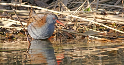 Wat een schitterende beesten zijn waterrallen. Lastig te fotograferen ook.