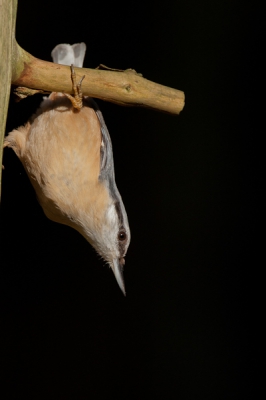 Vanuit de vogelhut genomen. Het licht was zo enorm fel dat de sluitertijd enorm werd. Hierdoor valt de achtergrond in diepe duisternis.