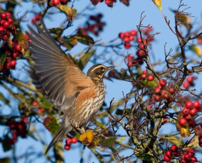 Vanmorgen nog even terug gegaan naar de boom met de bessen. het begon met koperwieken en rond een uur of 11 gedurende een minuut of 2 een invasie van minimaal 50 kramsvogels. Foto's volgen nog.