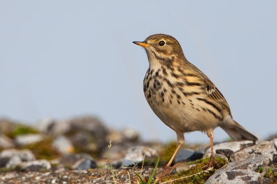 Deze Graspieper zat boven op een dijkje waardoor ik goed in de gelegenheid was hem vanuit een laag standpunt te fotograferen