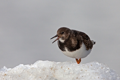 Nee de schaatsen hoeven nog niet uit het vet. Zo vroeg in het jaar is er nog geen natuurijs in Lauwersoog. Dit is koelijs door vissers achtergelaten en de Steenlopers vinden het heerlijk hierin rond te scharrelen.