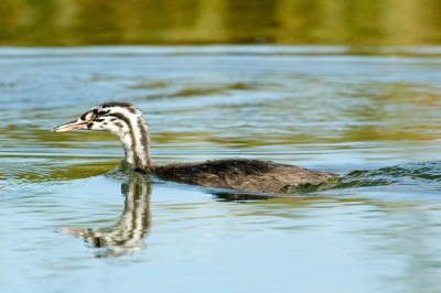 Jonge fuut. En van de driejongen van het derde broedsel