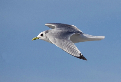 mn eerste drieteen die langs kwam zeilen sinds lange tijd .
kon net 2 foto s van de vogel maken met erg veel wind .