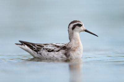 Deze totaal niet schuwe grauwe franjepoot heb ik weten te fotograferen in Canada. Alhoewel deze niet schuw was, viel het fotograferen nog best tegen. ze zitten nooit stil en heel veel licht was er niet.