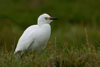 na de foto van zaterdag van het koerteigertje hier nog een foto. heb de foto bijna niet gecropt, de vogel zat echt dichtbij.