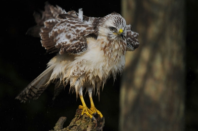 Vandaag de hut maar weer eens opgezocht. Een matig aanbod van vogels. Werd het toch nog interessant toen "blondie" besloot te gaan badderen. Vervolgens het verenpak flink opschudden.