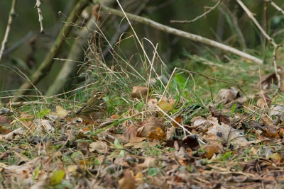 Heerlijk! Dagje vogelen / fotograferen. Eindelijk weer eens! 

Op de planning stond: Texel. 's Morgens met 2 tot 5 vogelaars / fotografen me staan vergapen bij een Steppeklapekster. We waren van plan om lekker struikjes uit te kammen, maar het waaide te hard. Toen werd er een Siberische Boompieper gemeld bij den Oever, middenin het Robbenoordbos. Tja, lastig. Na een uurtje besloten we het toch te proberen. De oversteek gemaakt en pas na 16 uur (het was al schemer) kwamen we in het bos aan. Man, man wat heerlijk! Met z'n tween (een vriend en ik) in een doodstil schemerbos met 2! (want we ontdekten er nog 1) van deze fantastische vogels voor onze neus. Ze hebben een heel mooi gedragje. Als ze op de bosbodem lopen zie je ze bijna niet.