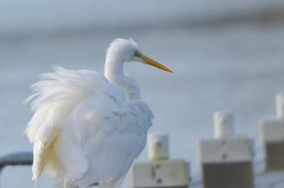 bij het aanrijden zag ik opeens de zilverreiger op de steiger staan dus gauw het raampje open en kon ik alleen maar deze opname maken