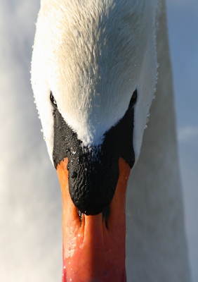 Al bladerend door de oude foto's kwam ik deze close-up van een knobbelzwaan op een zonnige winterdag tegen. Ik vond de schaduwwerking en de symmetrie in de kop in deze foto mooi.