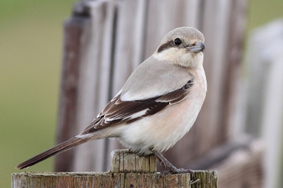 De bekende vogel in het laatste licht van de dag. Zat opeens heel dichtbij. Kleurverschil in slagpennen en vooral grote dekveren goed te zien.
