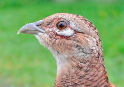 hoe dichtbij kun je komen? - uitsnede van de kop van een fazant met mijzelf in het oog gespiegeld