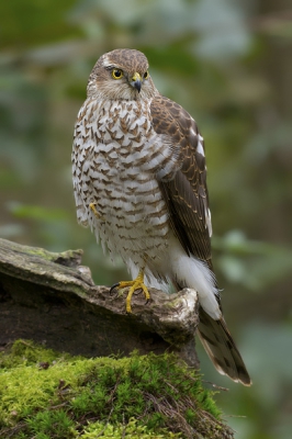 Eindelijk weer eens een sperwer kunnen knippen, altijd weer een spannend moment als zo'n vogel voor je lens komt zitten.