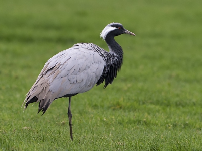 Gisteren naar de jufferkraanvogel gereden, of t nu een ontsnapte is of een wilge het blijft een prachtige vogel.
Hij zit op t erf achter een boerderij, van de bewoners mocht ik naast de stal in de mestput gaan staan.
je moet er "iets" voorover hebben Toch?
ik ben er blij mee.