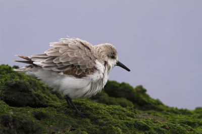 Wat een leuke vogeltjes, die drieteentjes! Achter een rots verscholen kwam dit exemplaar steeds dichterbij. Helemaal mooi als het verenkleed opgeschud wordt.