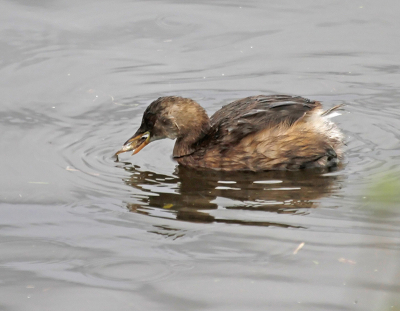 Today was my first outing for several weeks. Lots of swans and Pochards in Welney. Then this Little Grebe was very active, and I didn't see the fish in his mouth until I downloaded.
