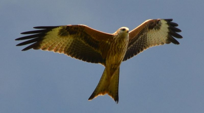 overvliegende rode wouw; cirkelend naderend bij prachtig weer en omstandigheden; zeldzame en zeldzaam mooie vogel.