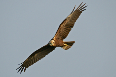 Was samen met de torenvalken en buizerden aan het jagen en bakkeleien.
Terwijl ik in het donker, omstreeks 06.30 uur, mijn schuiltentje aan het opzetten was, kwam er een Ransuil kijken wat ik aan het doen was. Hij vloog op 5 meter boven mij en na enkele rondjes verdween ie en ging op 20 meter in een boom zitten.

Minolta Dynax 7D en sigma 50-500mm