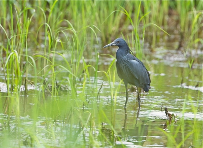 Heb deze schuwe reiger in Gambia kunnen fotograferen, met zijn uitzonderlijke vis manier. Omstandigheden tropisch heet. Voor vogelfotografen een prachtig land, Vele tropische en overwinterende vogels.