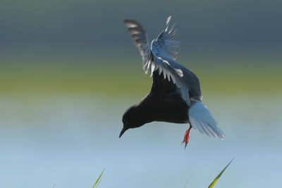 Vanuit een kano gemaakt, voor: laag standpunt en op deze wijze zijn vogels makkelijker te naderen.