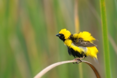 Mannetje Yellow Bishop, die zich aan het " oppompen" is voor hij aan z'n schitterende balts vlucht begint. I.t.t. de Red Bishop zit deze soort meer in waterrijke omgeving.