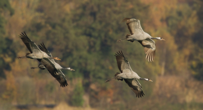 De laatste in de serie kraanvogels 2012. Een plek uitgekozen die mogelijkheden bood om vliegbeelden te maken met een andere achtergrond dan blauwe lucht.