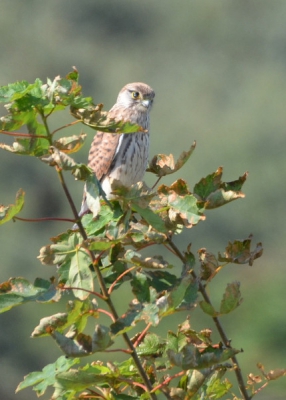 Vogel en struik uitgevoerd in herfsttinten. Dit gaf een mooi beeld van de beginnende herfst.