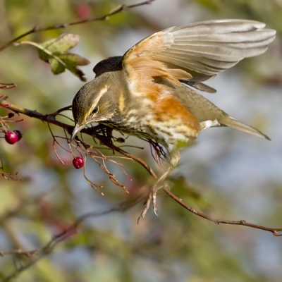 De Koperwieken en Kramsvogels werkten vandaag lekker mee, net als het weer tussen de buiden door...