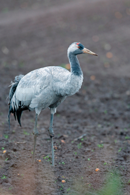 Afgelopen weekend naar het gebied rondom Diepholz geweest om de kraanvogels vast te leggen, maar wat een vreselijk schuwe vogels zijn het, maar 1 was wel bereid om te poseren en ik moest de converter er snel tussen uit halen en camera draaien en heb er dit resultaat aan over gehouden.