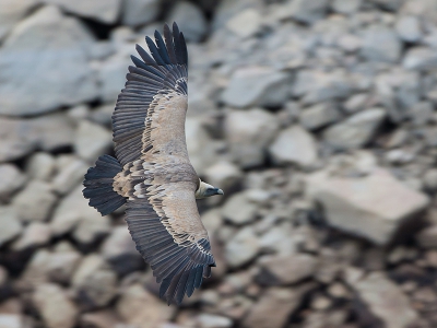 Je krijgt niet vaak de kans om zo,n mooie vogel van boven te fotograferen.Maar deze kwam mooi door het ravijn vliegen .
gr Dirk
