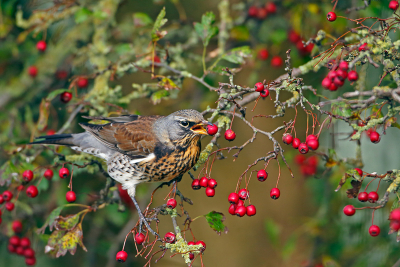 Rondje Noord-Holland voor onderanderen de Kramsvogels en met succes, de boom was al aardig leeg gegeten met een totaal van een 30 kramsvogels schat ik en een groepje Koperwieken.