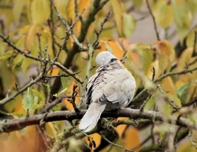 Tussen de buien door toch even naar buiten voor een kiekje. Deze Turkse tortel zag ik druk bezig met het poetsen van het verenpak in de boom van de buren.