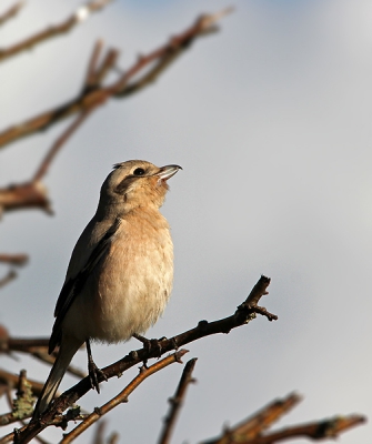 Nogmaals de Steppeklapekster. De vogel was alert, maar duldde wel de aanwezigheid van mensen.