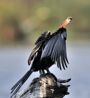 Een paar van deze vogels is altijd aanwezig in Lake Panic. Na het vissen klimmen ze op een van de aanwezige boomstammen en gaan uitvoerig zitten drogen. Deze keek even recht in de lens.