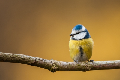 Ongeveer een maandje nu ben ik aan het voeren. In eerste instantie voor eekhoorns maar de vogels weten alles al op te eten voordat de eekhoorns er zijn.
Uiteindelijk dus ook maar een hoekje ingericht om tuinvogels te fotograferen. Had gewoon een simpel takje geplaatst en in de achtergrond wat berkentakken geplaatst om te testen hoe het ging lopen. De meeste vogels waren nog wat schuw maar de mezen durfde wel. De GBS was helaas nog was schuw. Was toch heel tevreden met dit beeld.
