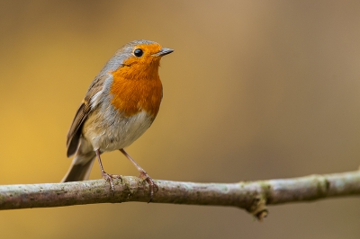 Een van de twee roodborsten in de tuin kwam ook even kijken. Hoop dat ze nog wat minder schuw worden, want na een opname hield hij of zij het voor gezien.