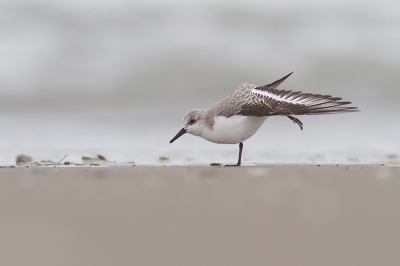 Deze foto draag ik op aan de Dutch Bird Fair. Even uitleggen. In augustus jl. een prijsvraag gewonnen op de Birdpix stand in de Oostvaardersplassen, nl. een fotocursus! Vandaag onder de bezielende leiding van Inge van de Wulp een bekend stukje strand opgezocht. 

Voldoende te zien, waaronder de geweldige drieteentjes; wat wil je nog meer. Eigenlijk geen nat pak maar ja dat hoort erbij met zo'n standpunt. Daarvoor kreeg ik terug: een mooie show van het verenpak.
 
En Inge: de geringe drieteen komt nog. En nogmaals dank voor je 'rondleiding' IJmuiden!