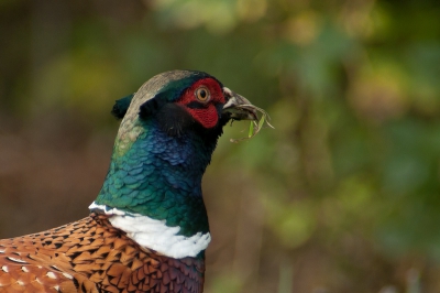 Op mijn volkstuin komen regelmatig fazanten overgevlogen van het stukje land aan de overkant van de sloot.
Ik voer ook altijd wat hoender- en eendenvoer, en gisteren 2 kereltjes op bezoek.
Met 400mm in je eigen tuin zo'n forse vogel fotograferen is nog een hele opgave, omdat zij veel te dichtbij zitten.
Ook bij deze gehele foto ontbrak dus de staart, en heb de foto dan ook flink bijgesneden.